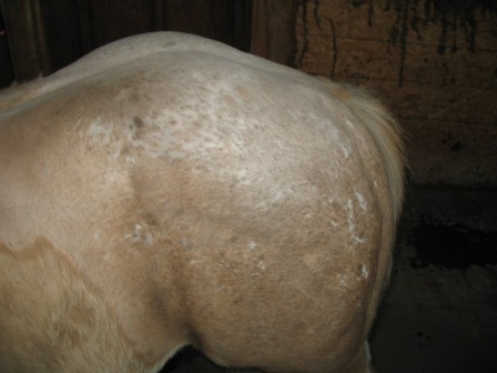3 month old colt