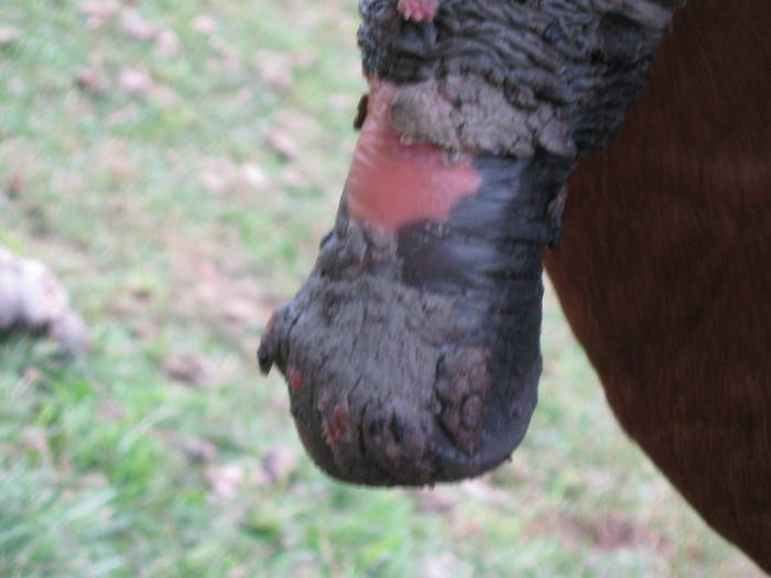 HorseAdvicecom Equine Horse Advice Tumors on penis