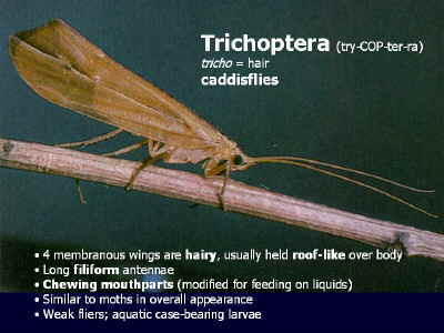 Caddisfly