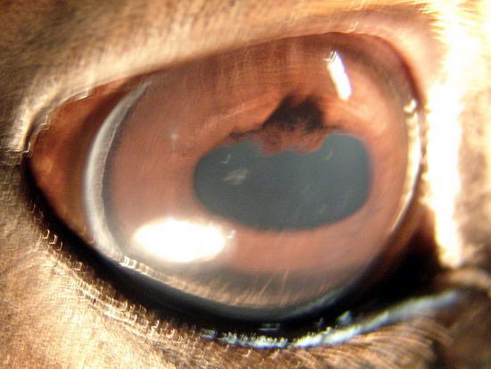 Max Eye