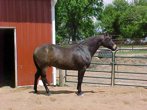 levi