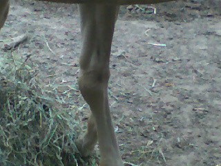 knee side view