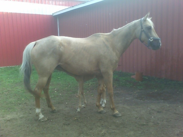 Malnourished mare