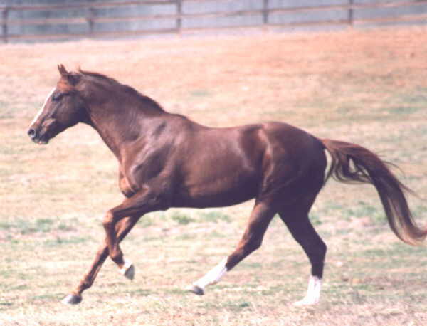Romantico playing in the pasture