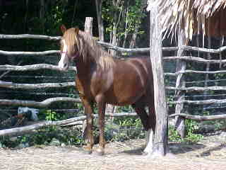 chechen