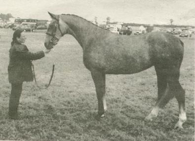 black and white pic of Irish draught