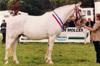 picture of ID mare