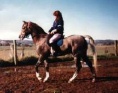 3 year old untrained stallion