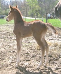 Colt