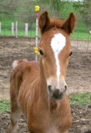 colt