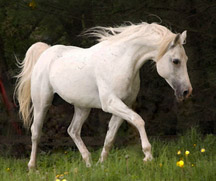 Lily Creek Stetson, approved Shagya stallion