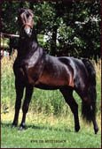 Morgan photo