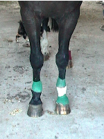 legs, straigh on