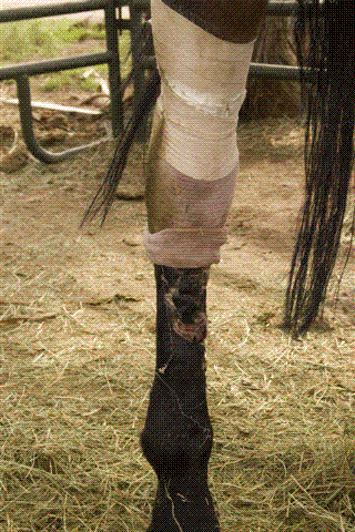 Glove rolled up, old dressing removed