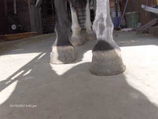 clydes feet