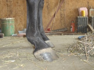 clydes feet