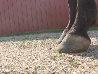 clydes feet