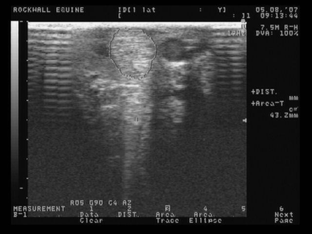 left lateral front normal