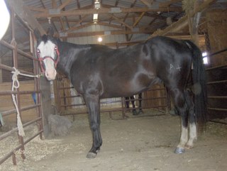 tamclyde