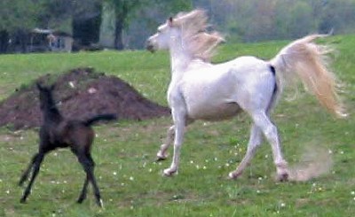 Week two run with Mom