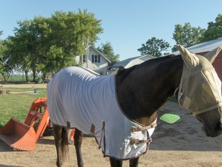 flysheet
