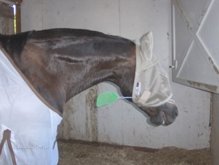 flysheet