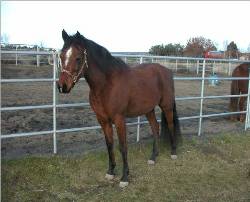 Ellie slim arab mare (?)