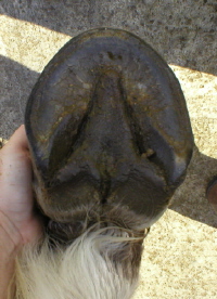 Fjord hoof