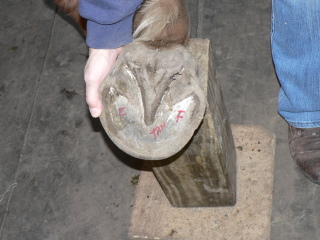 Hoof stand
