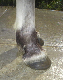 hoof picture