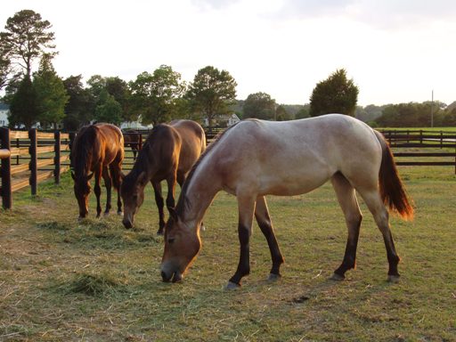 The Yearlings