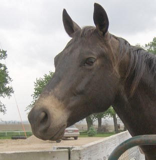 levi profile
