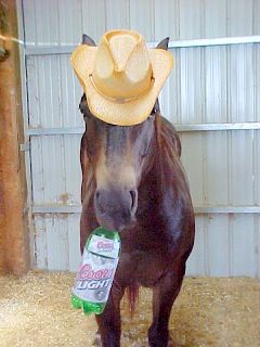 levi beer