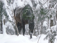 snow