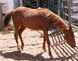 1yo sorrel filly