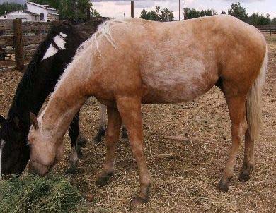 1yo palomino colt