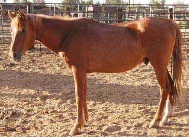 15 yr sorrel arab cross gelding