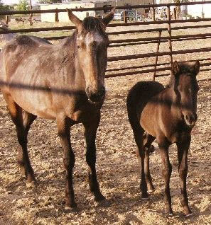 app mare and foal