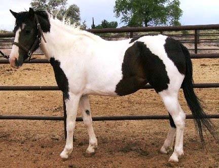 4yo paint mare