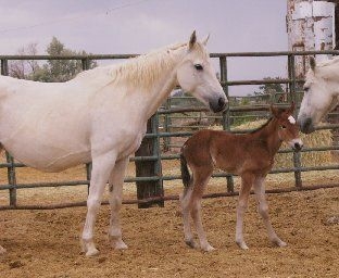white tb mare and foal