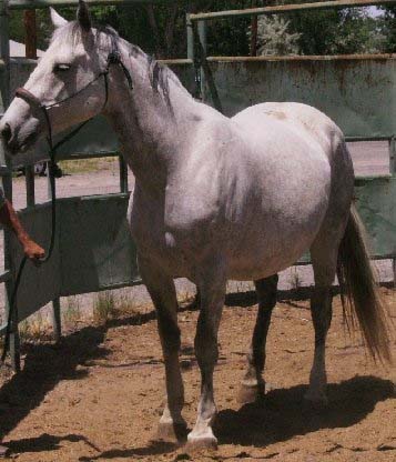 Dapple tb cross mare