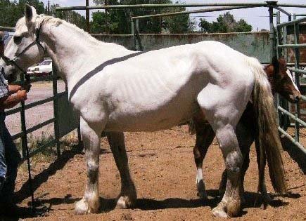 draft mare&foal