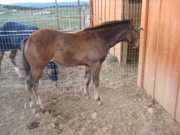Macho 3 months before clipping