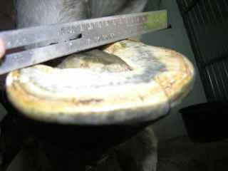 Troubadour hoofs