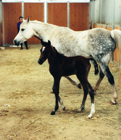first foal