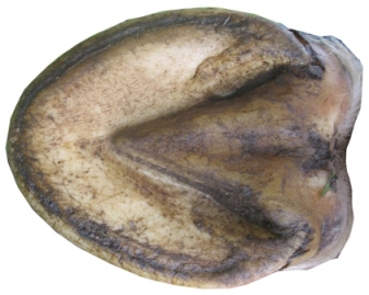 An almost perfect frog on a fairly good hoof