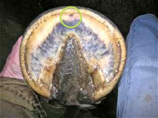 Annotation of bruising/thrush