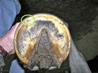 annotation of bruising/thrush
