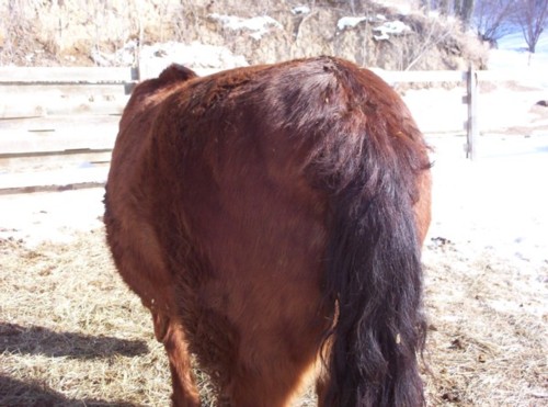 "Butch" 15 yr. Saddlebred Gelding