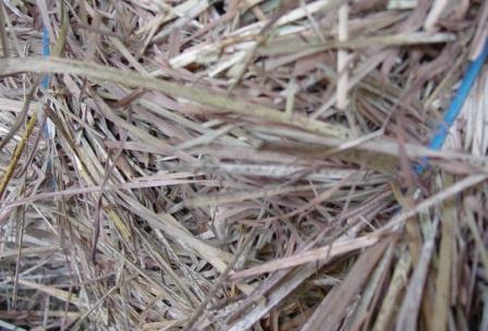 hay mildew spots